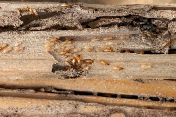 Best Pest Removal Services  in West Tawakoni, TX