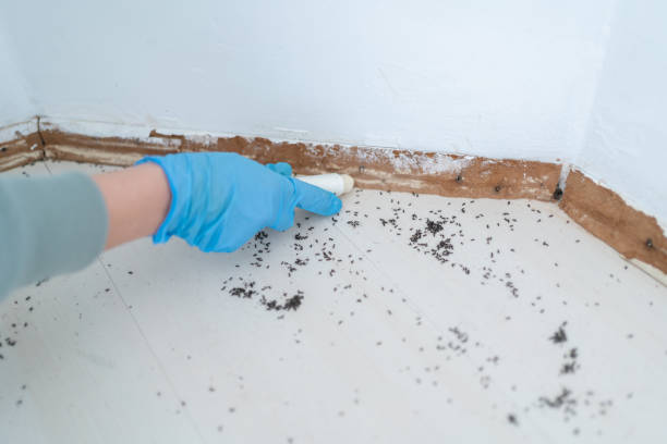 Best Mosquito Control Services  in West Tawakoni, TX